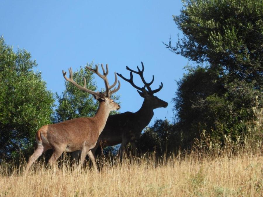 Berrea ciervo Finca Reina Marín Sevilla