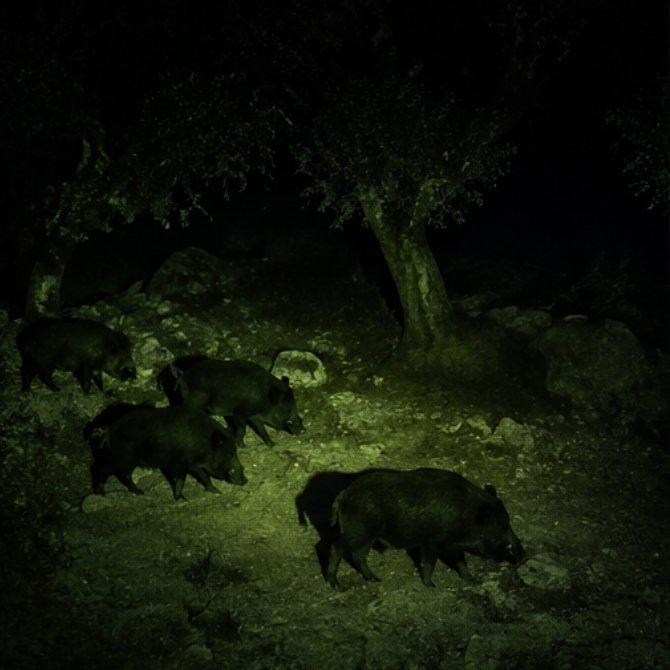Jabalíes en aguardo nocturno en Finca Reina Marín Sevilla