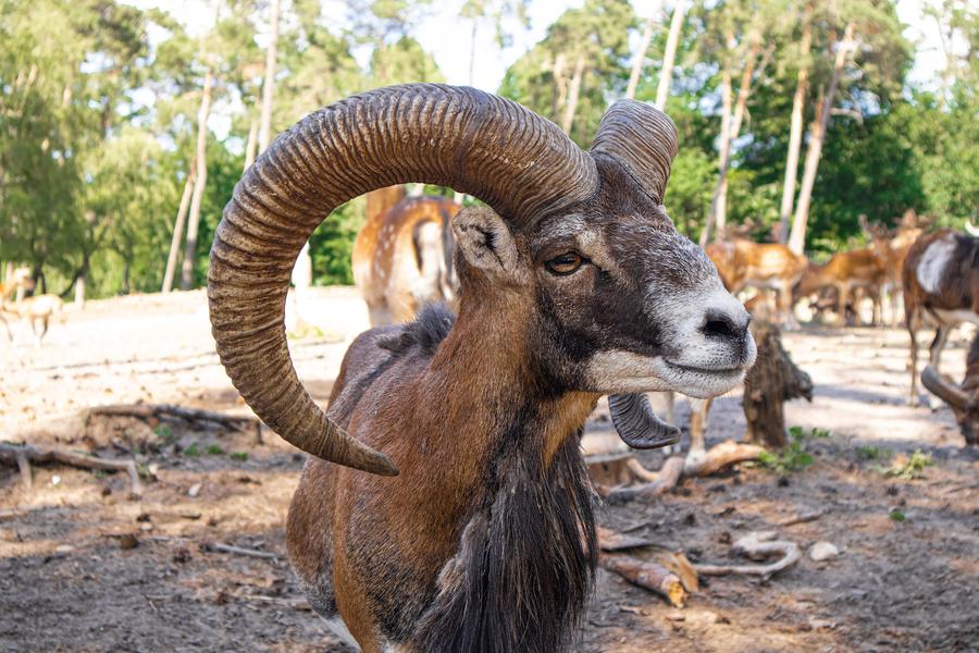 Selección trofeo muflón Finca Reina Marín