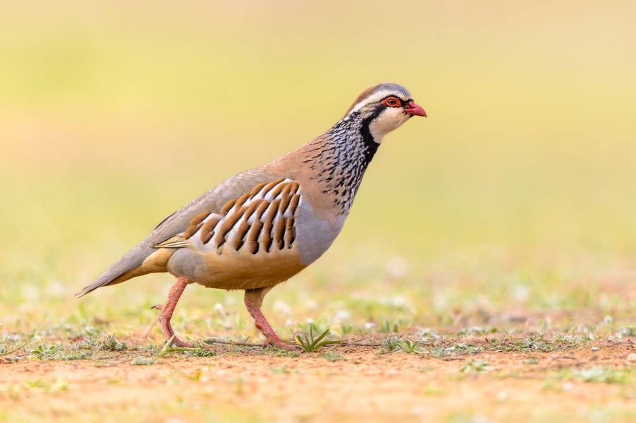 Ojeo de perdiz en Andalucía — grupo de cazadores