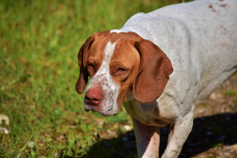Perros de caza en ojeo de perdiz — Finca Reina Marín