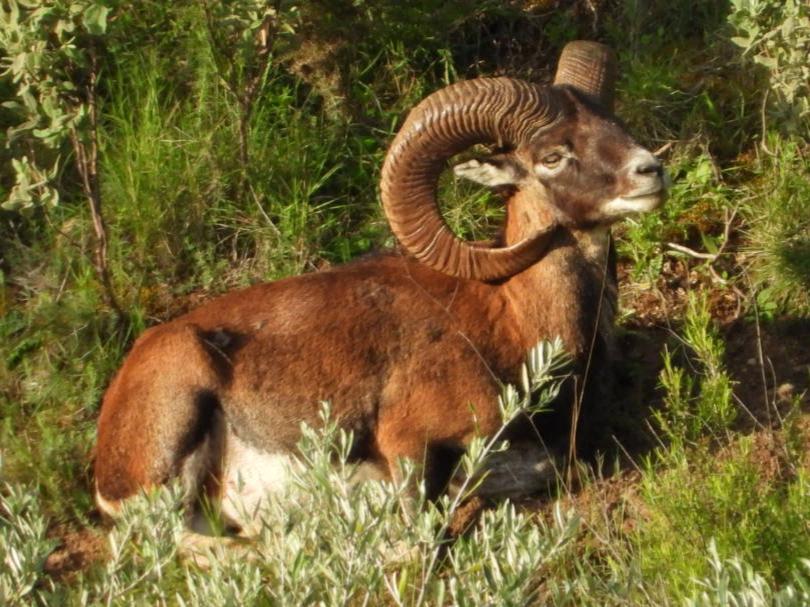 Muflón de cuernos grandes — rececho de muflón en Sevilla