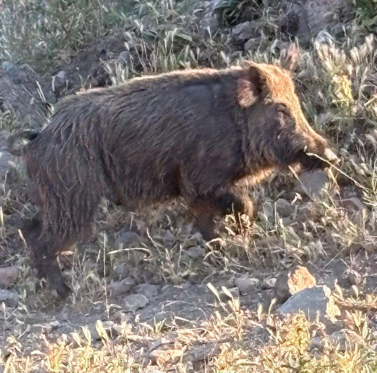 Jabalí macho en el monte — caza mayor Morón de la Frontera