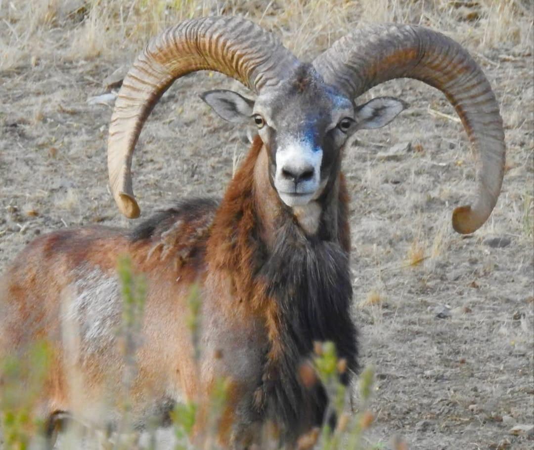 Muflón macho en el monte — rececho en Finca Reina Marín
