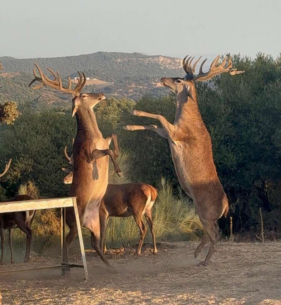 Ciervo ibérico rececho Andalucía — Finca Reina Marín